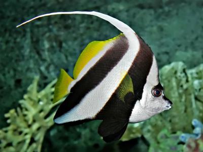 Longfin Bannerfish <br> (<em>Heniochus acuminatus</em>)