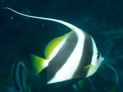 Schooling Bannerfish <br> (<em>Heniochus diphreutes</em>)