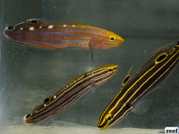 Hector's Goby <br> (<em>Koumansetta hectori</em>)