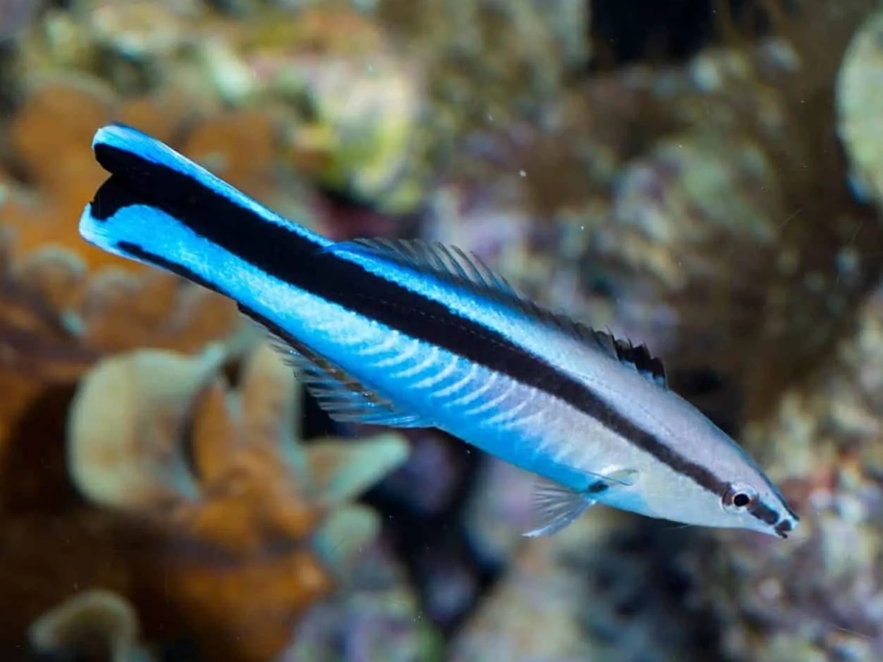 Bluestreak Cleaner Wrasse <br> (<em>Labroides dimidiatus</em>)