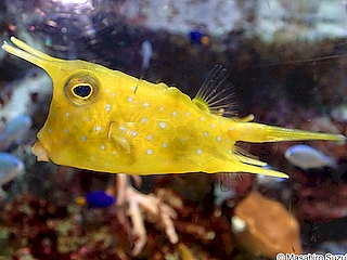 Longhorn Cowfish <br> (<em>Lactoria cornuta</em>)