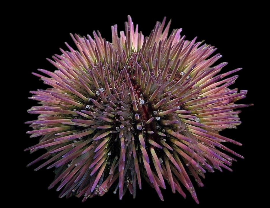 Green Sea Urchin <br> (<em>Lytechinus variegatus</em>)