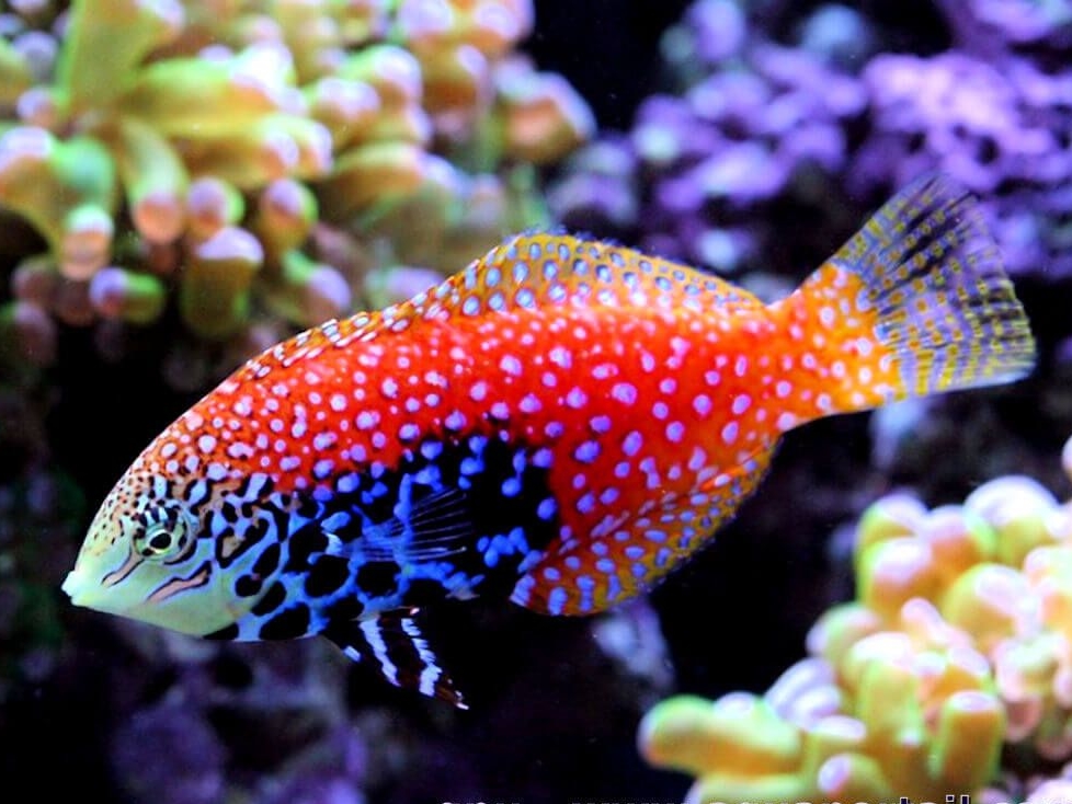 Blue Star Leopard Wrasse <br> (<em>Macropharyngodon bipartitus</em>)