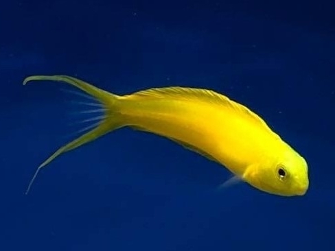 Canary Blenny <br> (<em>Meiacanthus oualanensis</em>)