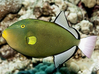 Pink Tail Trigger <br> (<em>Melichthys vidua</em>)