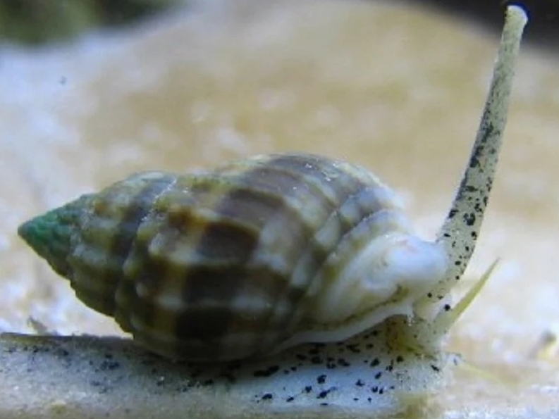 Nassarius Snail <br> (<em>Nassarius vibex</em>)
