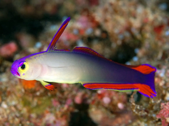 Elegant Firefish <br> (<em>Nemateleotris decora</em>)