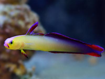 Exquisite Firefish <br> (<em>Nemateleotris exquisita</em>)