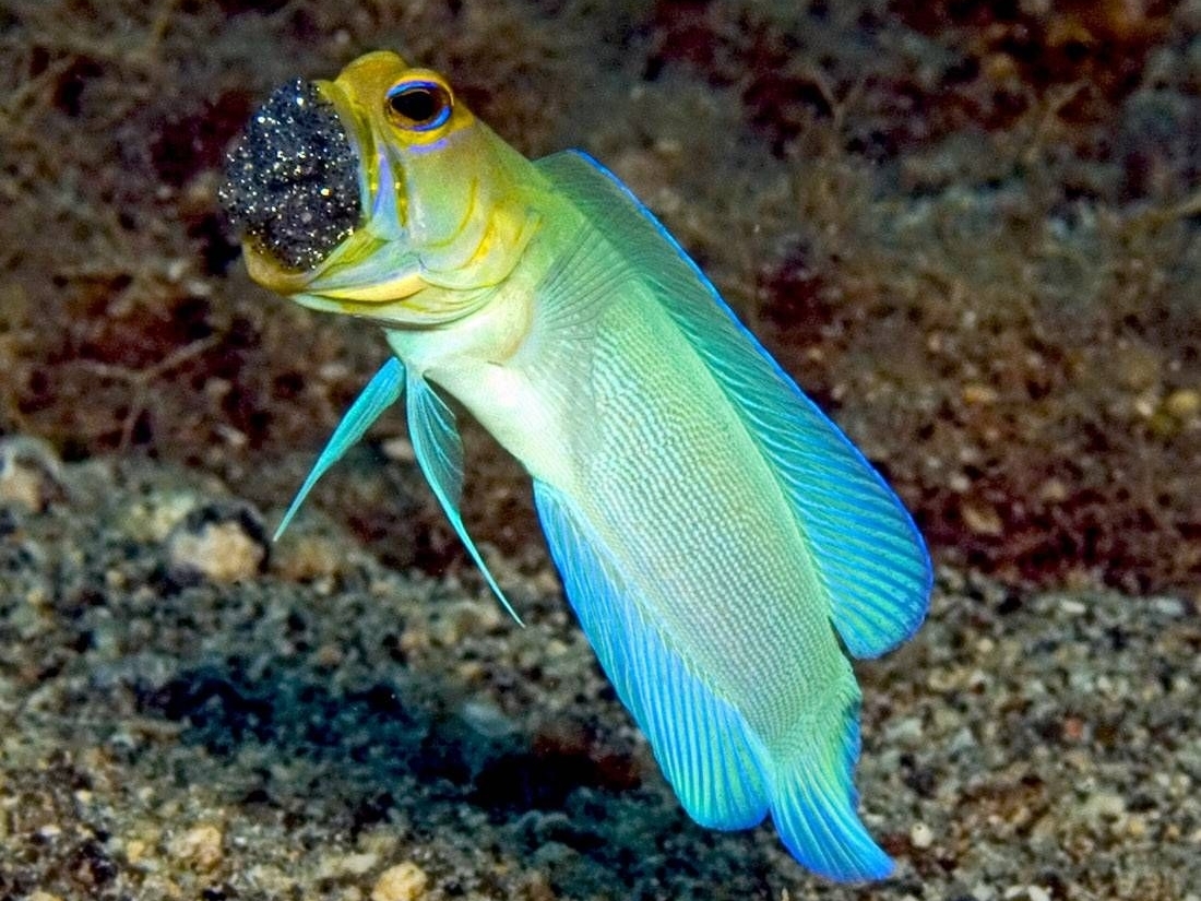 Yellowhead jawfish <br> (<em>Opistognathus aurifrons</em>)
