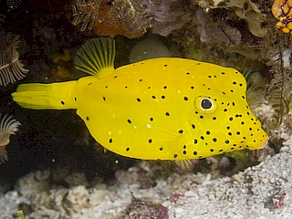 Yellow Boxfish <br> (<em>Ostracion cubicum</em>)