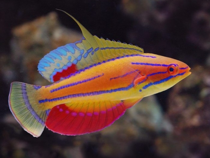 Blue Stripe Dwarf Parrot <br> (<em>Paracheilinus mccoskeri</em>)