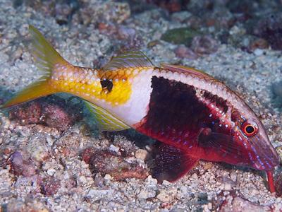 Bicolor goatfish <br> (<em>Parupeneus barberinoides</em>)