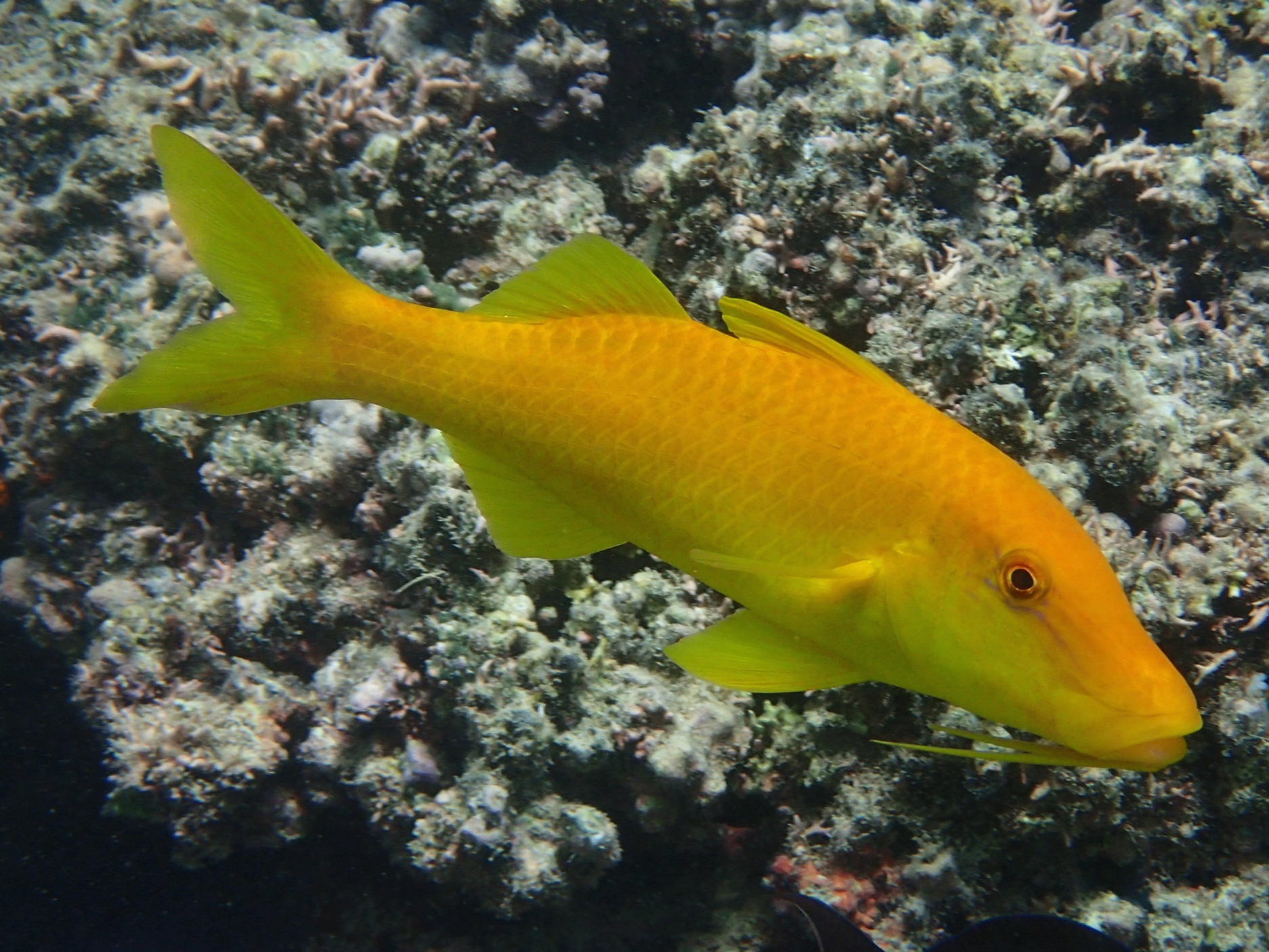 Yellow Goatfish <br> (<em>Parupeneus cyclostomus</em>)