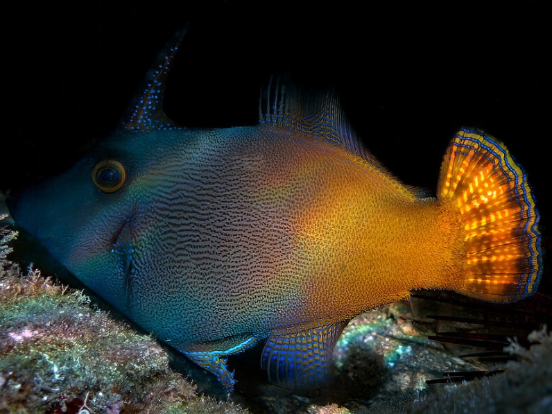 Red Tail Filefish <br> (<em>Pervagor janthinosoma</em>)