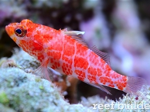 Chequered Perchlet <br> (<em>Plectranthias inermis</em>)