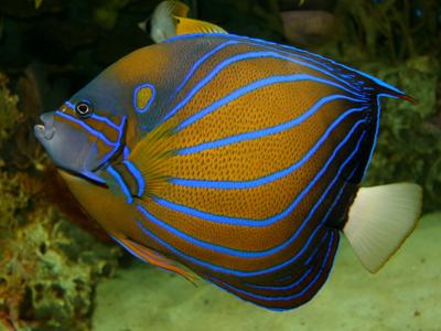 Blue-Ringed Angelfish <br> (<em>Pomacanthus annularis</em>)