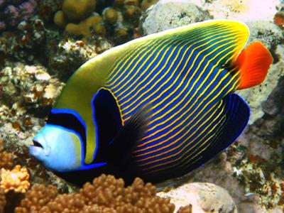 Emperor Angelfish <br> (<em>Pomacanthus imperator</em>)