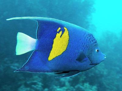 Yellowbar angelfish <br> (<em>Pomacanthus maculosus</em>)