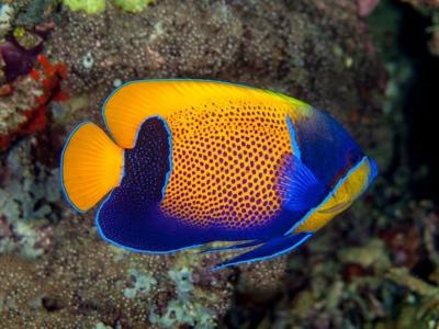 Majestic Angelfish <br> (<em>Pomacanthus navarchus</em>)