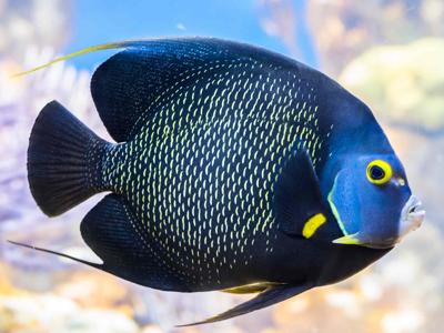 French Angelfish <br> (<em>Pomacanthus paru</em>)