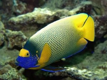 Blueface Angelfish <br> (<em>Pomacanthus xanthometopon</em>)