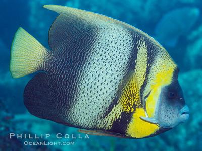 Cortez Angelfish <br> (<em>Pomacanthus zonipectus</em>)