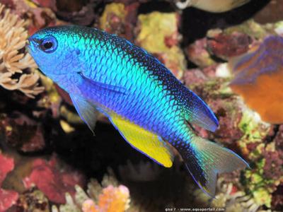 Blue Star Damsel <br> (<em>Pomacentrus alleni</em>)