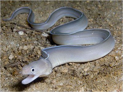 Ghost Eel <br> (<em>Pseudechidna brummeri</em>)