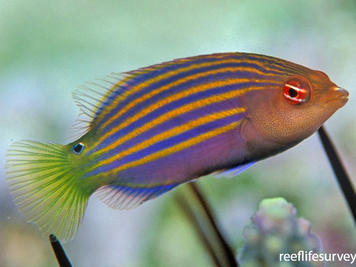 Six Line Wrasse <br> (<em>Pseudocheilinus hexataenia</em>)