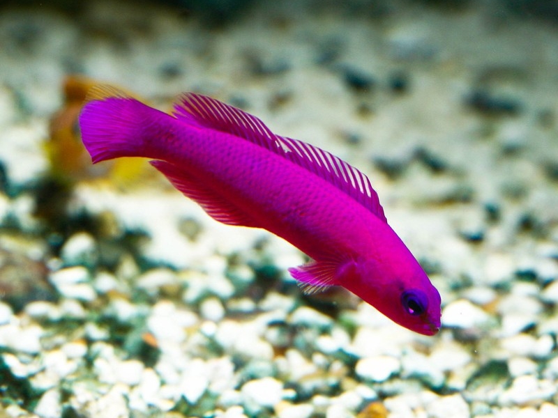 Orchid Dottyback <br> (<em>Pseudochromis fridmani</em>)