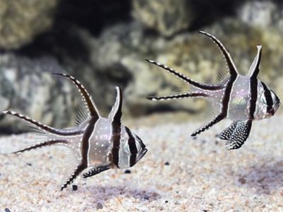 Banggai cardinalfish <br> (<em>Pterapogon kauderni</em>)