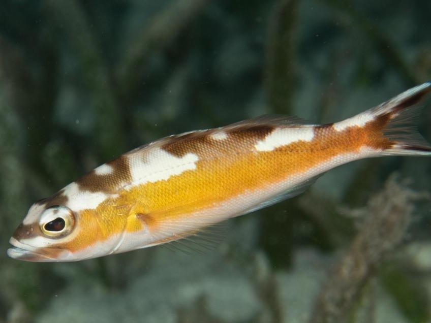 Tobacco Basslet <br> (<em>Serranus tabacarius</em>)