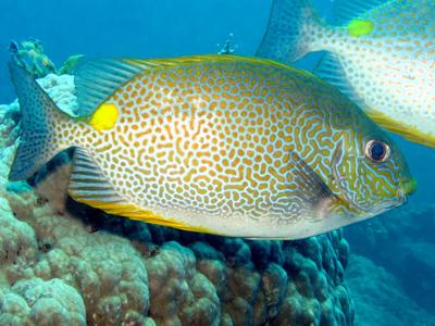 Golden Rabbitfish <br> (<em>Siganus guttatus</em>)