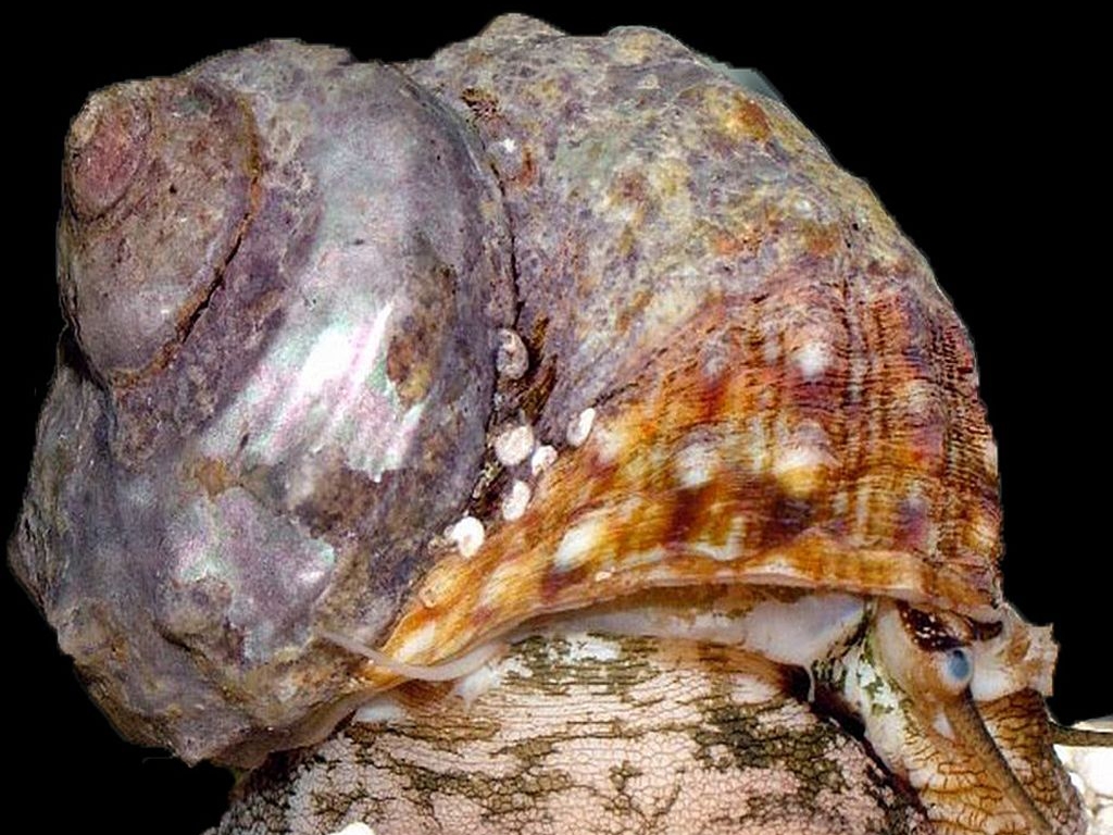 Mexican Turbo Snail  <br> (<em>Turbo fluctuosus</em>)