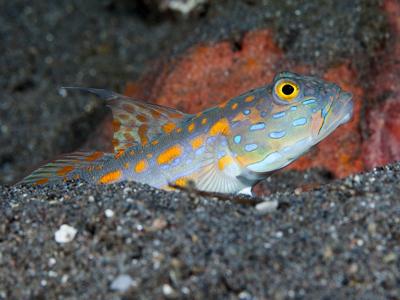 Orange Spot Goby <br> (<em>Valenciennea puellaris</em>)