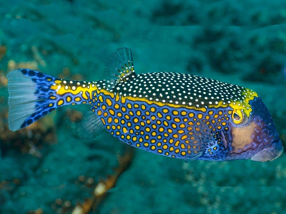 Boxfish - Black <br> (<em>Ostracion meleagris</em>)