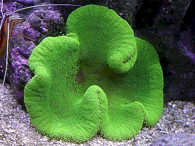 Stichodactyla haddoni.jpeg