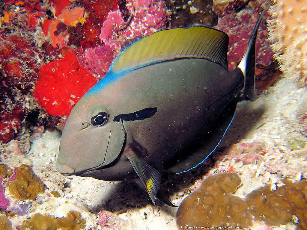 Acanthurus-nigricauda.jpeg