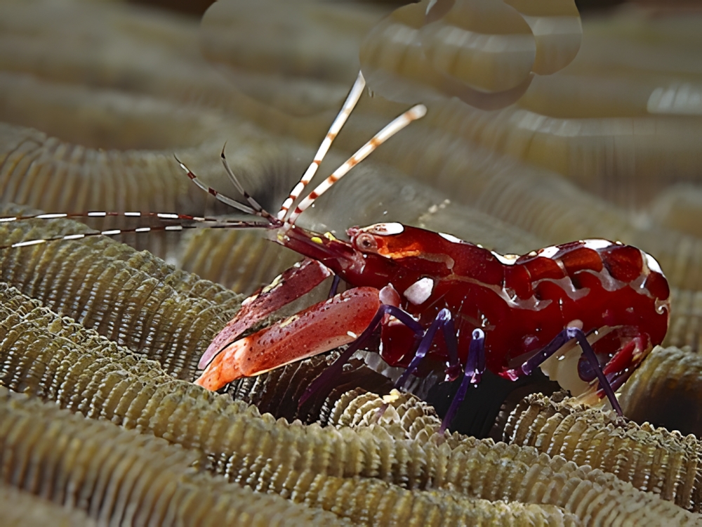 Red Pistol Shrimp <br> (<em>Alpheus armatus</em>)