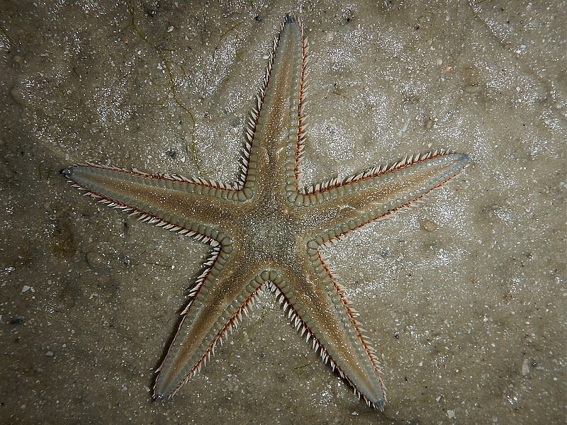 Astropecten-duplicatus.jpeg