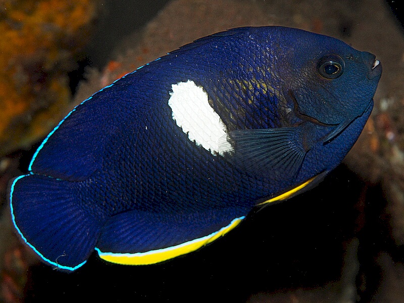 Keyhole Angelfish <br> (<em>Centropyge tibicen</em>)