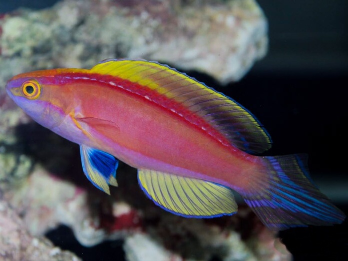 Rose-Band Fairy Wrasse <br> (<em>Cirrhilabrus roseafascia</em>)