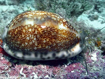 Cypraea-arabica.jpeg