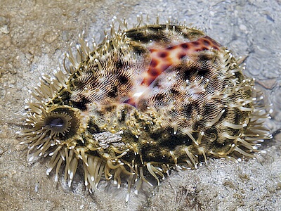 Cypraea-tigris.jpeg