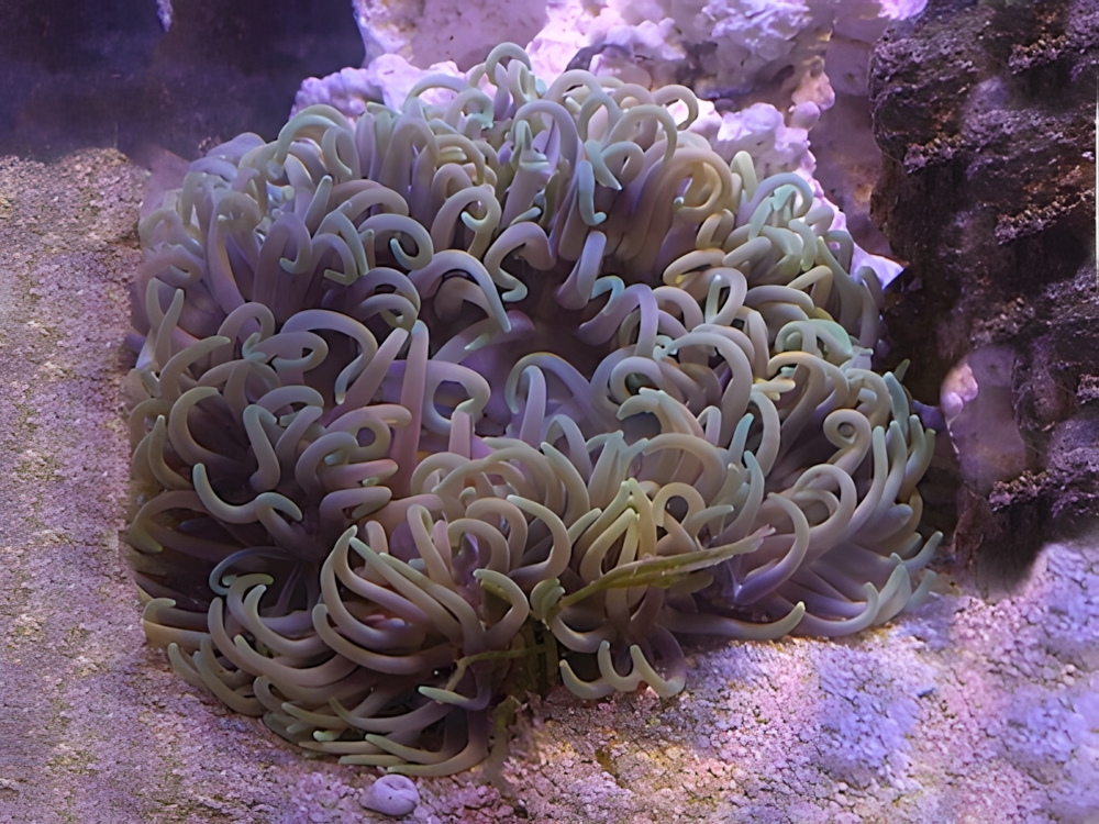 Green Sand Anemone <br> (<em>Epizoanthus spp</em>)