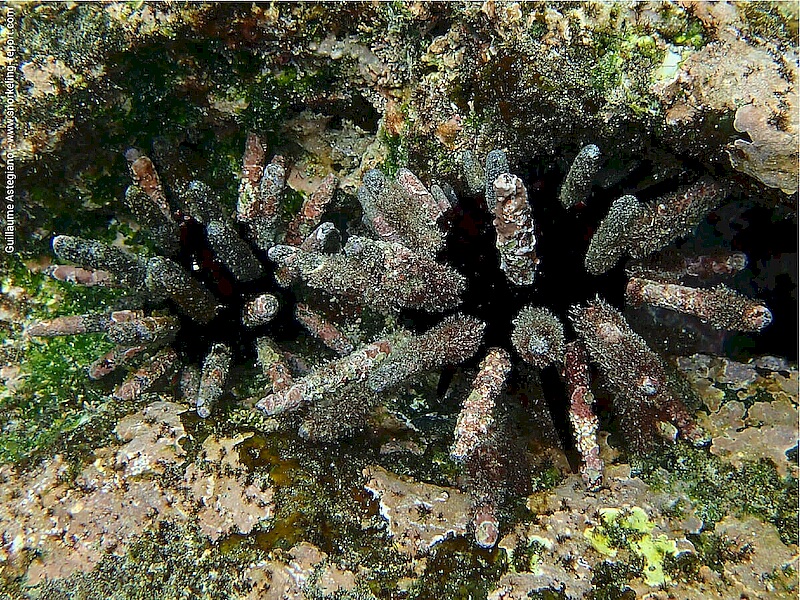 Eucidaris-thouarsii.jpeg