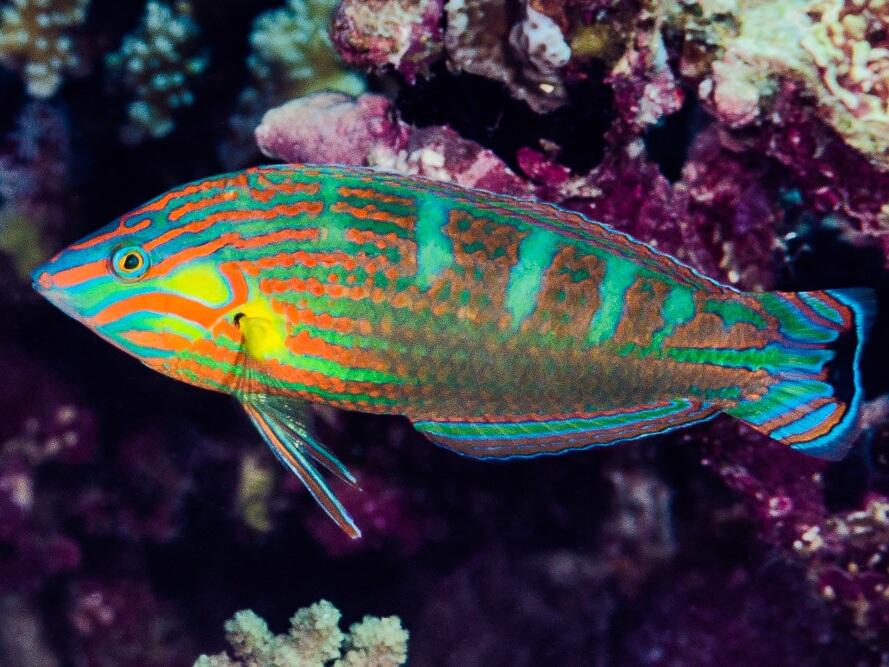 Halichoeres-melanurus.jpeg