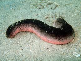 Holothuria-edulis.jpeg