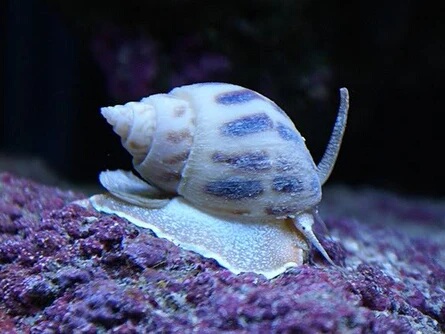 Nassarius-spp.jpeg