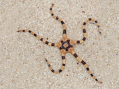 Banded Brittle Starfish <br> (<em>Ophiolepis superba</em>)